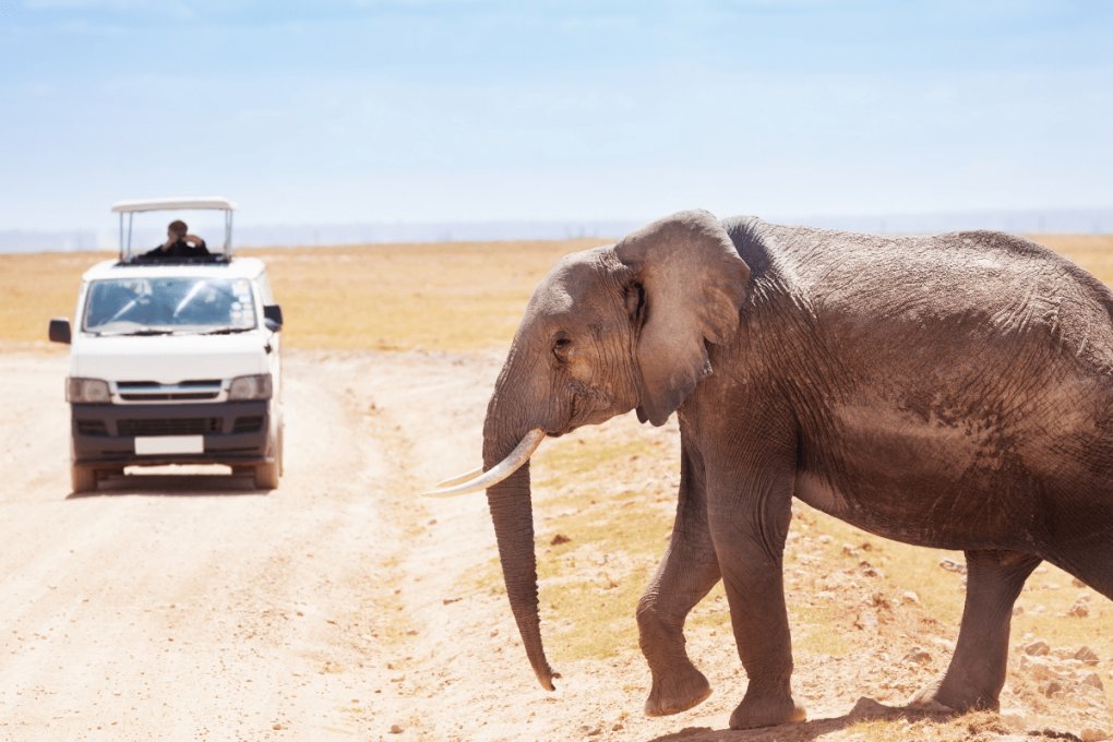 africa do sul safari