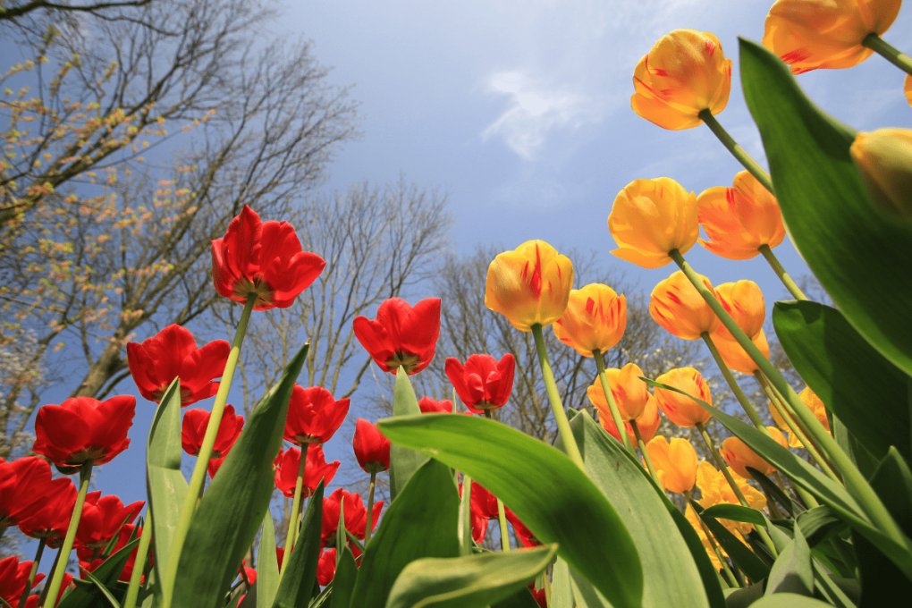 tulipas da Holanda e o Keukenhof.