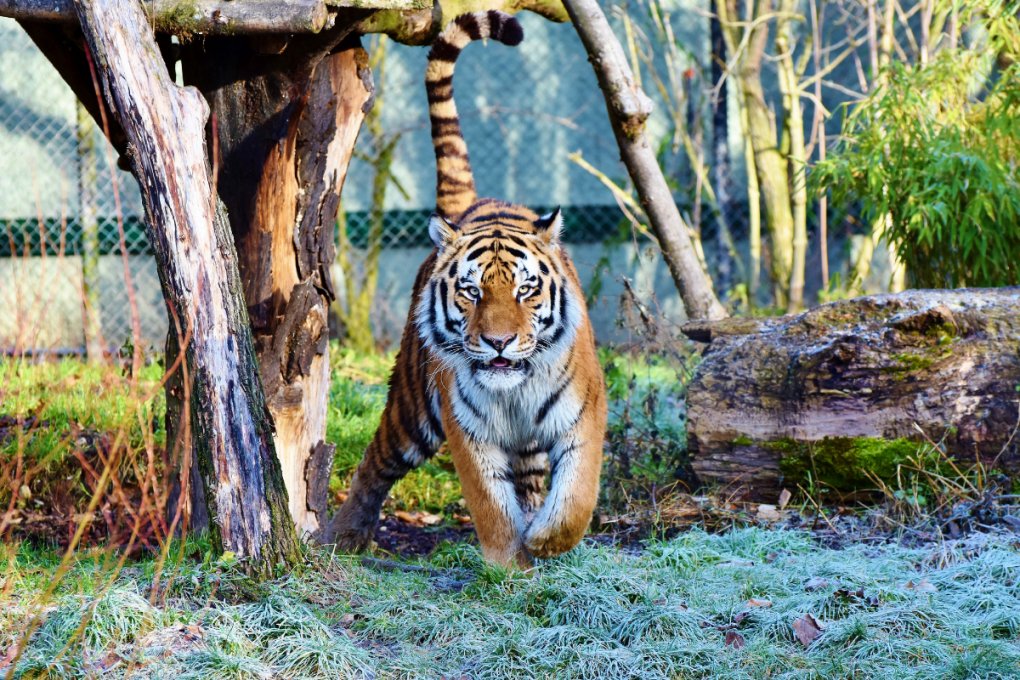 Zoologico de San Diego