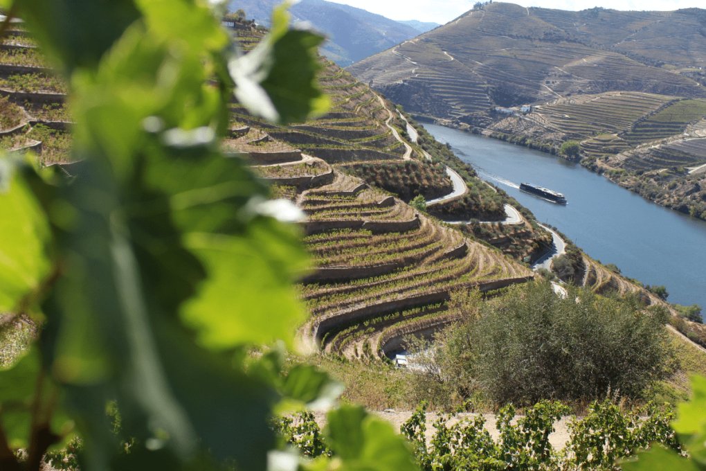 douro azul cruzeiros