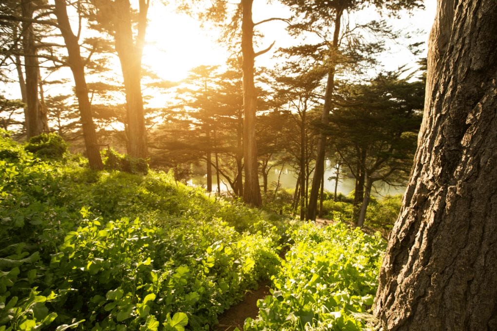 Golden Gate Park