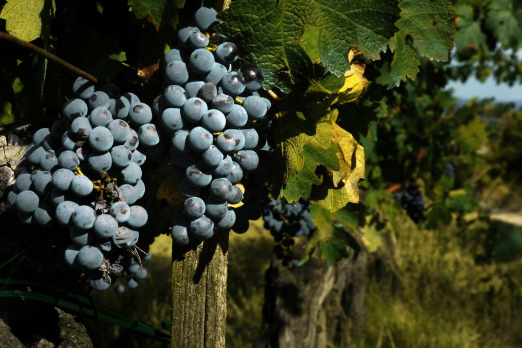 rota do vinho portugal