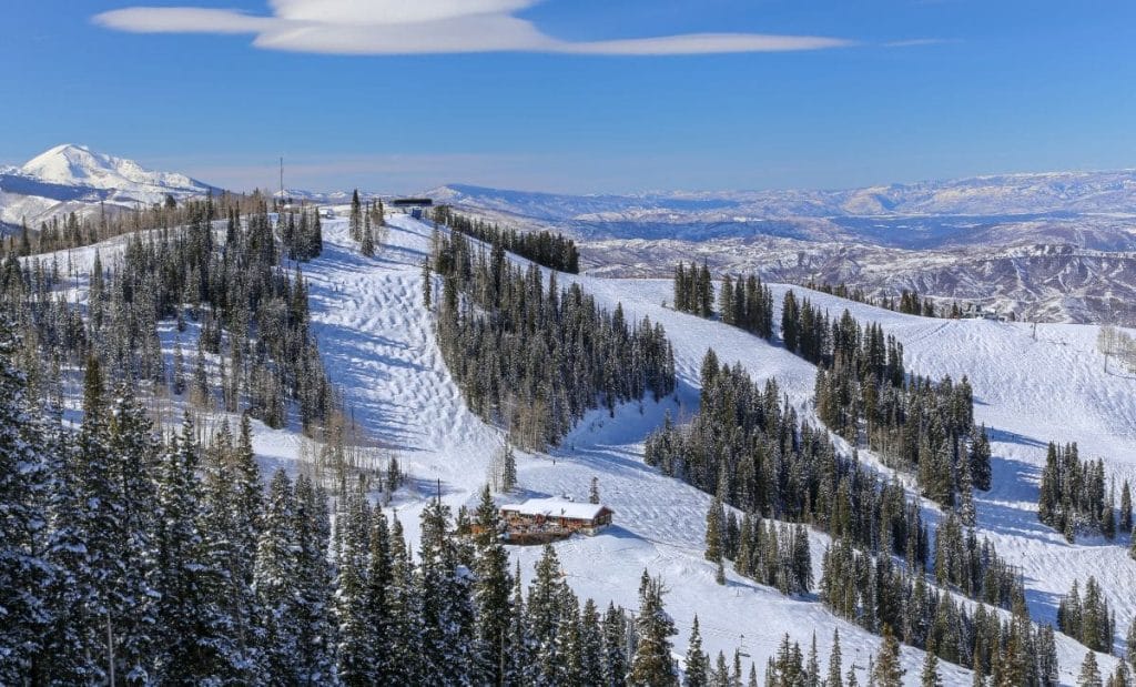 aspen tree