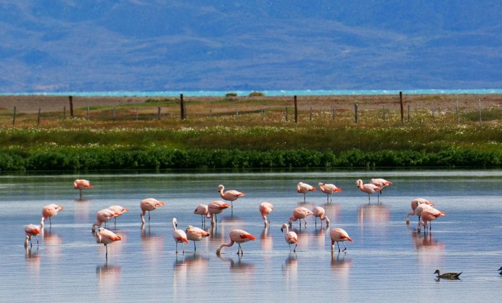 que hacer en el calafate