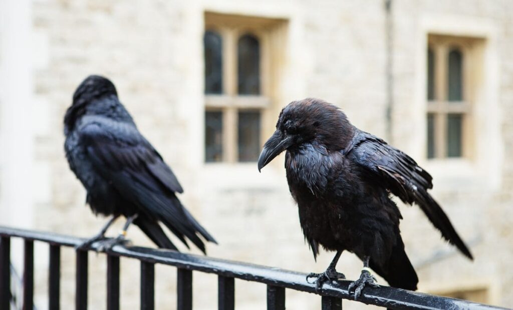 bilhete torre de londres