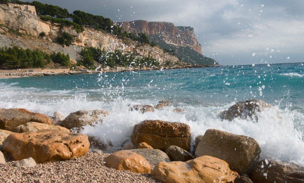 fruta cassis