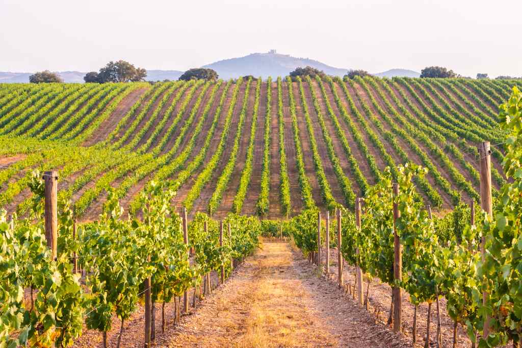 melhor época viajar portugal vinícola
